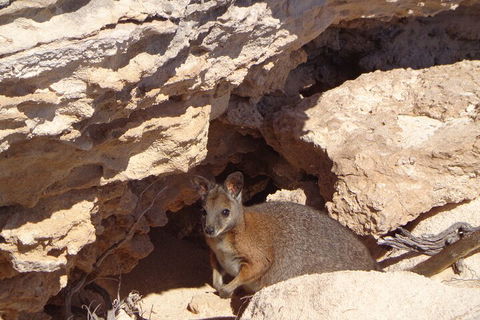 Shipwreck Special Full Day Tour Of The Abrolhos Islands - Accommodation Fremantle 4