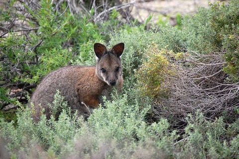 Shipwreck Special Nature Tour/Half Day Tour - Accommodation Fremantle 3