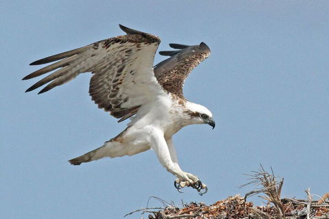 Shipwreck Special Nature Tour/Half Day Tour - Accommodation Fremantle 4