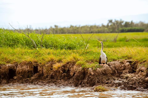 Darwin City Sights And Jumping Crocodile Cruise - Accommodation Fremantle 2