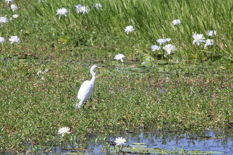 Darwin City Sights And Jumping Crocodile Cruise - Accommodation Fremantle 4