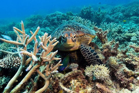 Great Barrier Reef Day Cruise From Cairns Including Snorkeling And Marine Biologist Presentation - Accommodation Fremantle 4