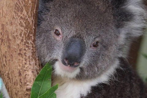 All Inclusive Blue Mountains Small-Group Day Trip From Sydney - Accommodation Fremantle 1