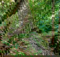 Private Daintree Mossman Gorge Exclusive Nature and Wildlife Focus - Accommodation Fremantle