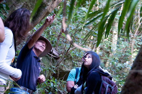 Natural Bridge & Springbrook Waterfalls Tour - Accommodation Fremantle 4