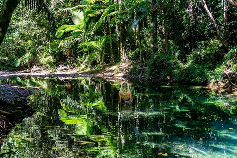 Daintree And Cape Tribulation Full Day Guided Tour - Accommodation Fremantle 1