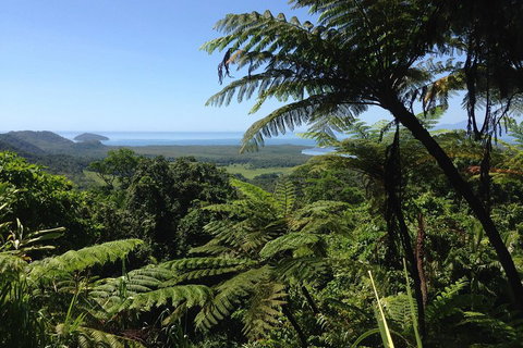 Daintree And Cape Tribulation Full Day Guided Tour - Accommodation Fremantle 2