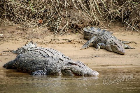 Daintree And Cape Tribulation Full Day Guided Tour - Accommodation Fremantle 3
