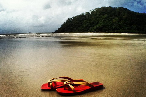 Daintree And Cape Tribulation Full Day Guided Tour - Accommodation Fremantle 4