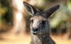 Port Arthur And Tassie Devils Active Day Tour From Hobart - thumb 2