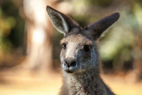 Port Arthur And Tassie Devils Active Day Tour From Hobart - Accommodation Fremantle 2