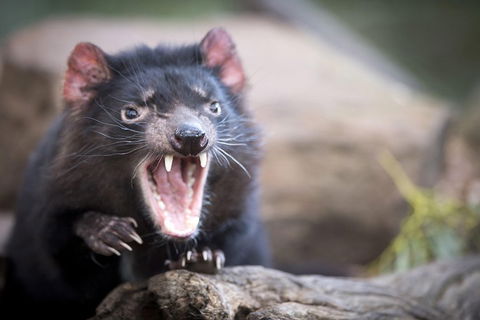 Port Arthur And Tassie Devils Active Day Tour From Hobart - Accommodation Fremantle 3