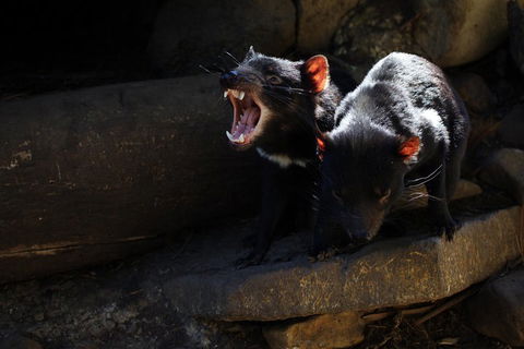 Port Arthur And Tassie Devils Active Day Tour From Hobart - Accommodation Fremantle 4