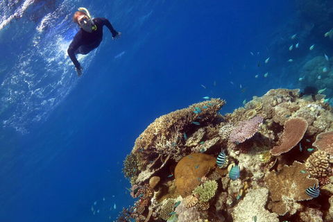 Silverswift Outer Great Barrier Reef Dive And Snorkel Cruise From Cairns - Accommodation Fremantle 3