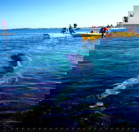 Penguin and Seal Islands Sea Kayaking Experience - Accommodation Fremantle