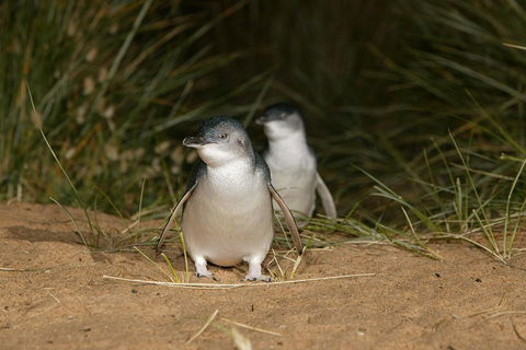 Phillip Island Penguin, Brighton Beach, Moonlit Sanctuary From Melbourne - Accommodation Fremantle 2