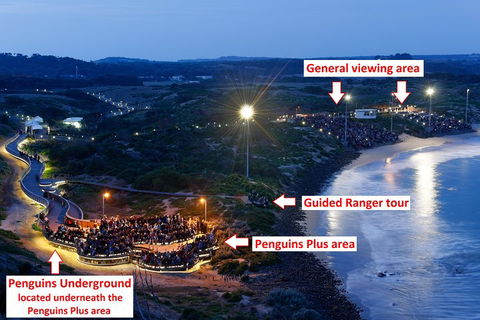 Phillip Island Penguin, Brighton Beach, Moonlit Sanctuary From Melbourne - Accommodation Fremantle 4