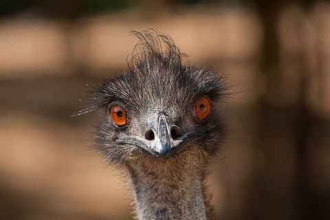 Currumbin Wildlife Sanctuary General Entry Ticket - Accommodation Fremantle 0