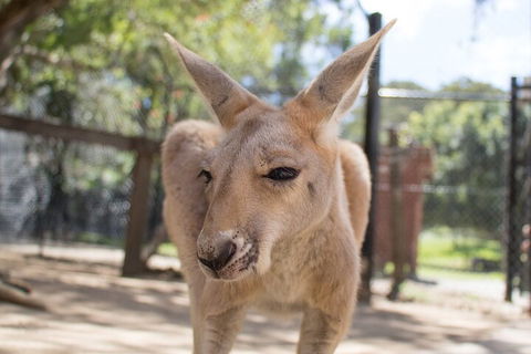 Currumbin Wildlife Sanctuary General Entry Ticket - Accommodation Fremantle 2