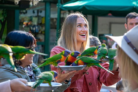 Currumbin Wildlife Sanctuary General Entry Ticket - Accommodation Fremantle 3