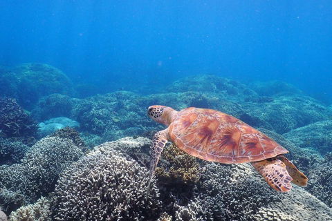 Calypso Outer Great Barrier Reef Cruise From Port Douglas - Accommodation Fremantle 2