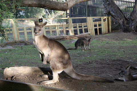 Mt. Wellington, Bonorong And Richmond Day Tour From Hobart - Accommodation Fremantle 2