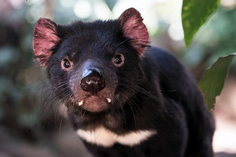 Mt. Wellington, Bonorong And Richmond Day Tour From Hobart - Accommodation Fremantle 3