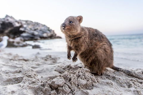 Rottnest Island All-Inclusive Grand Island Tour From Fremantle - Accommodation Fremantle 2