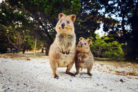 Rottnest Island All-Inclusive Grand Island Tour From Fremantle - Accommodation Fremantle 5