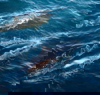 Sydney Whale-Watching Cruise - Accommodation Fremantle
