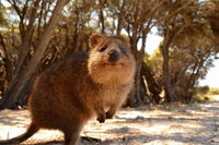 Pinnacles  Rottnest Island Scenic Air  Ground Tour, Perth
