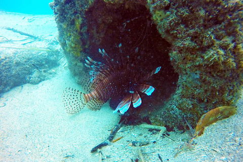 Wave Break Island Scuba Diving On The Gold Coast - Accommodation Fremantle 5