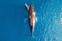 Buccaneer Explorer, Broome