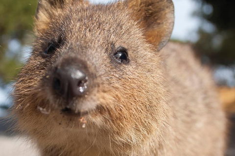 Seaplane Flights Perth To Rottnest Island And Return - Accommodation Fremantle 2