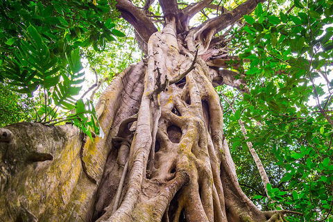 Mossman Gorge Adventure Day - Accommodation Fremantle 1