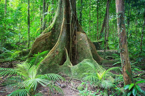 Mossman Gorge Adventure Day - Accommodation Fremantle 4