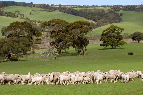 Kangaroo Island Luxury Small Group 'Island Life' Full Day Tour - Accommodation Fremantle 1