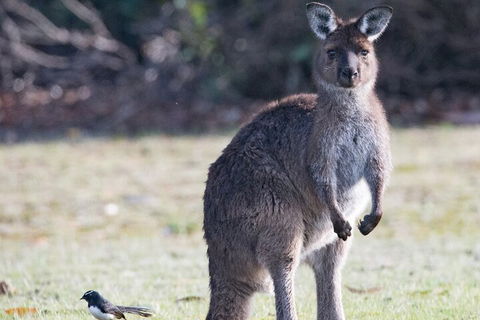 Kangaroo Island Luxury Small Group 'Island Life' Full Day Tour - Accommodation Fremantle 2