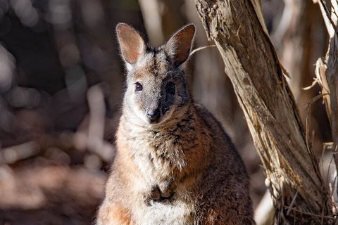 Kangaroo Island Luxury Small Group 'Island Life' Full Day Tour - Accommodation Fremantle 3
