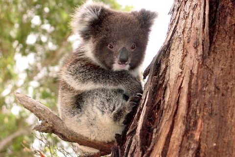 Kangaroo Island Luxury Small Group 'Island Life' Full Day Tour - Accommodation Fremantle 4