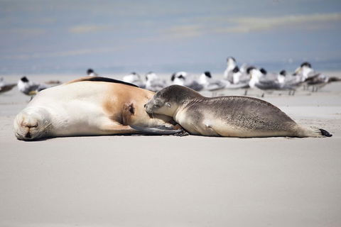 Kangaroo Island Luxury Small Group 'Island Life' Full Day Tour - Accommodation Fremantle 5