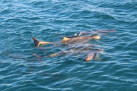 Roebuck Bay Snubfin Dolphin Cruise, Broome