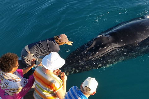 AOC Whale Watching From Broome - Accommodation Fremantle 0