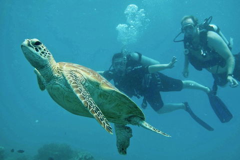 Ocean Freedom Great Barrier Reef Personal Luxury Snorkel & Dive Cruise, Cairns - Accommodation Fremantle 4