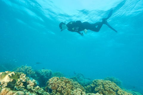 Ocean Freedom Great Barrier Reef Personal Luxury Snorkel & Dive Cruise, Cairns - Accommodation Fremantle 5