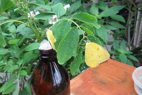 Australian Butterfly Sanctuary- Virtual Interactive Tour With Private Guide - Accommodation Fremantle 0