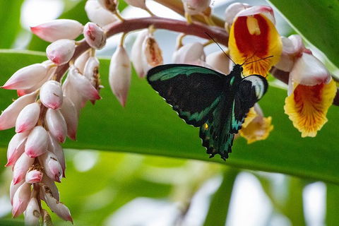 Australian Butterfly Sanctuary- Virtual Interactive Tour With Private Guide - Accommodation Fremantle 2