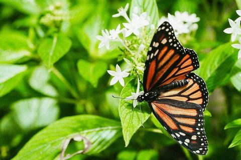 Australian Butterfly Sanctuary- Virtual Interactive Tour With Private Guide - Accommodation Fremantle 4