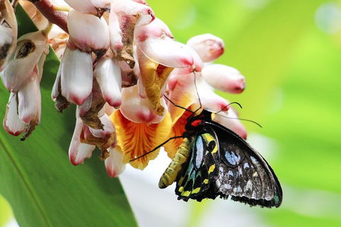 Australian Butterfly Sanctuary- Virtual Interactive Tour With Private Guide - Accommodation Fremantle 5