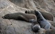 Kangaroo Island Ocean Safari - Snorkeling Safari - thumb 0